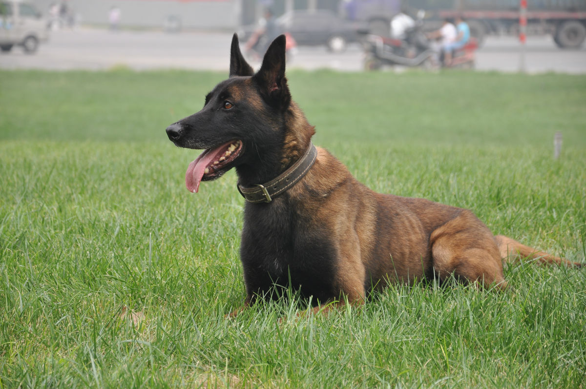 龙头老大在家闲一马当先牧羊犬是什么生肖的警惕虚假宣传-构建解答解释落实