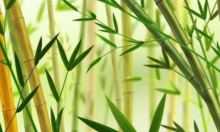 一飞冲天打一正确生肖,警惕虚假宣传落实,全面解答解释落实