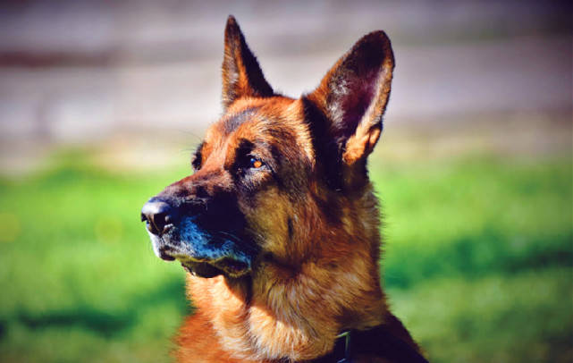 龙头老大在家闲一马当先牧羊犬是什么生肖的警惕虚假宣传-构建解答解释落实
